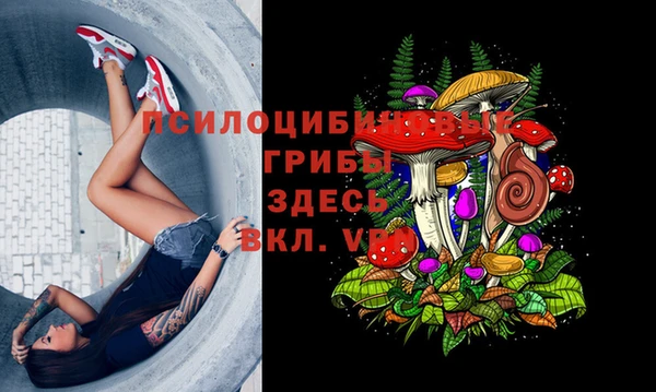 прущие грибы Балабаново